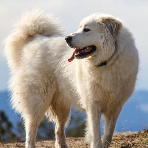 Pyrenäen-Sennenhund läuft in der Nähe des Berges