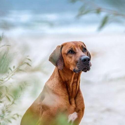 Rhodesian Ridgeback am Strand