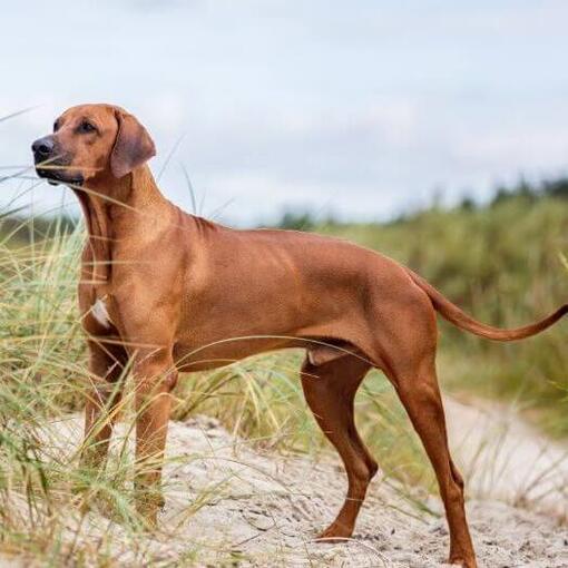 Rhodesian Ridgeback steht auf dem Sand