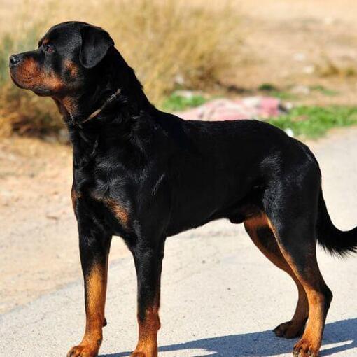 Rottweiler steht auf der Straße