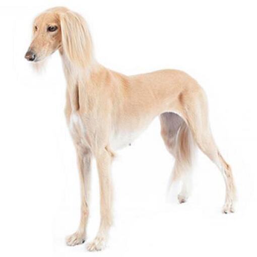 Saluki-Hunderasse