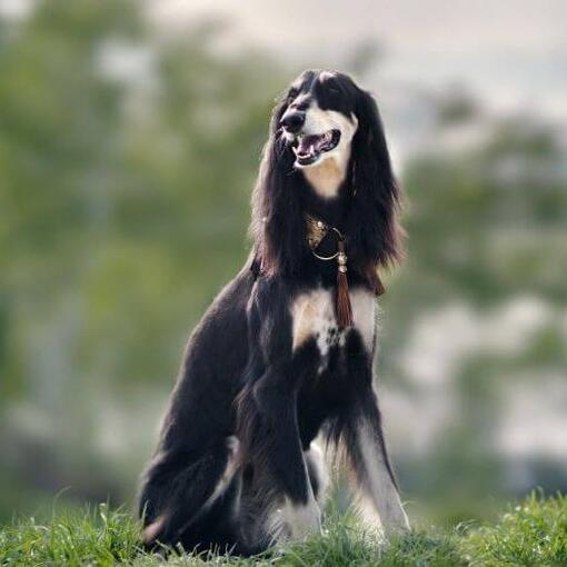 Saluki-Hund sitzt auf dem Hügel