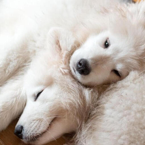 Zwei schlafende Samojedenhunde