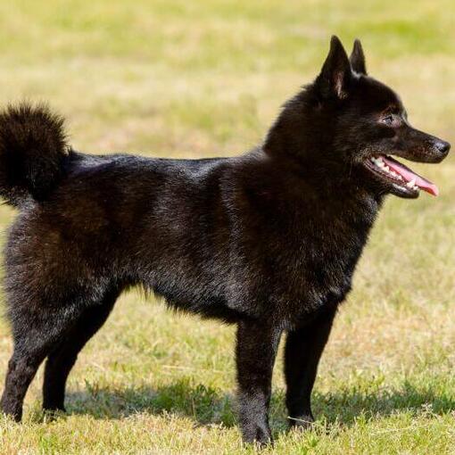 Schipperke steht im Gras