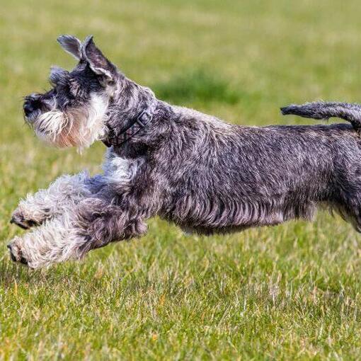 Schnauzer Standard spielt und springt auf dem Rasen