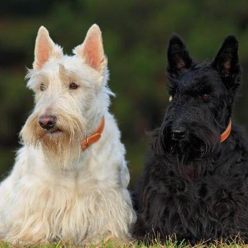 Schwarz-weiße Scottish Terrier sitzen nebeneinander