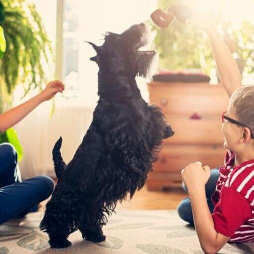 Scottish Terrier tummelt sich mit den Kindern