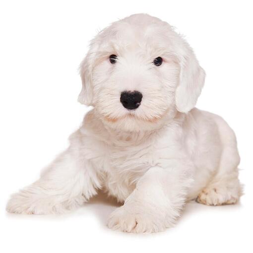 Hunderasse Sealyham Terrier