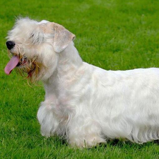 Sealyham Terrier steht auf dem Gras