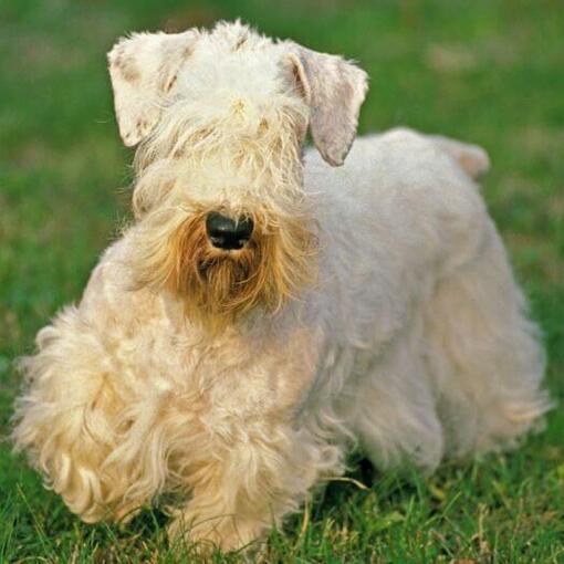 Sealyham Terrier spielt im Garten