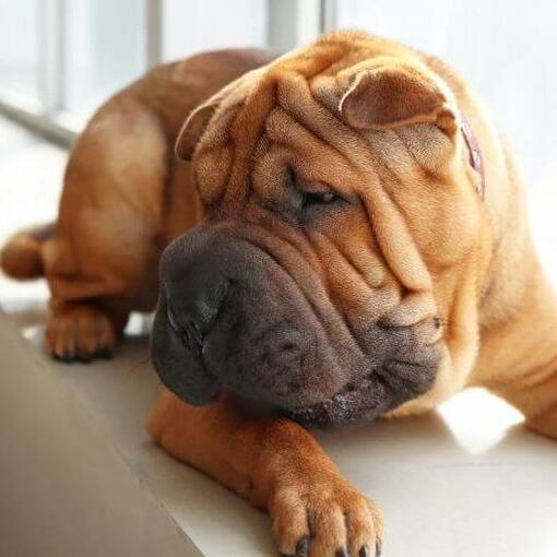 Shar Pei liegt im Zimmer