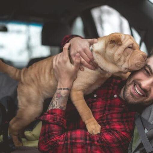 Shar-Pei-Welpe in den Händen des Besitzers