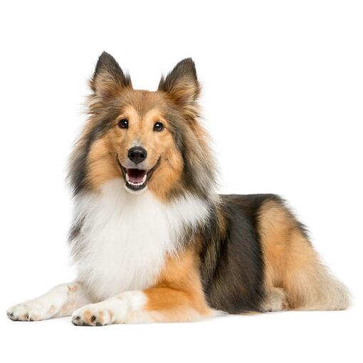 Shetland-Schäferhund-Hunderasse