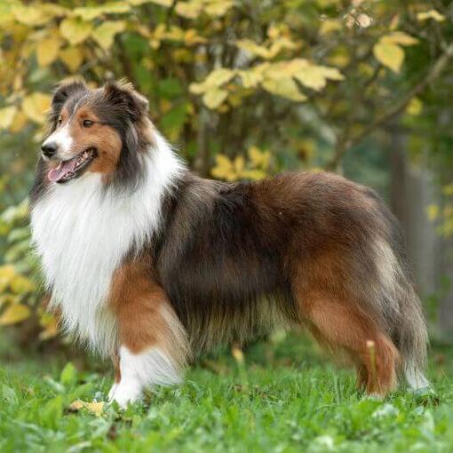 Shetland Sheepdog steht im Park