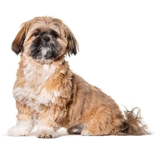 Zappi Plüschtier „Jackie“ Shih Tzu – 22 Cm, Aus Recycelten Materialien, Kuschelig