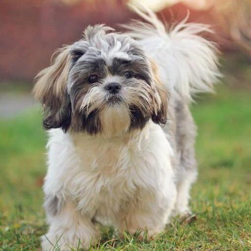 Shih Tzu Hund läuft auf Gras