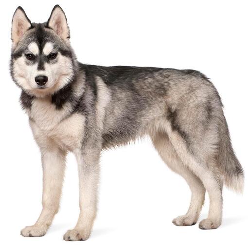 Hunderasse Siberian Husky