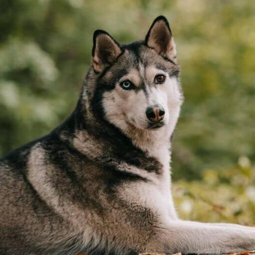 Husky im Wald