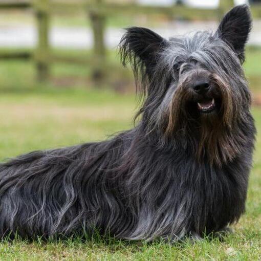 Dunkelgrauer Sky Terrier sitzt auf dem grünen Gras