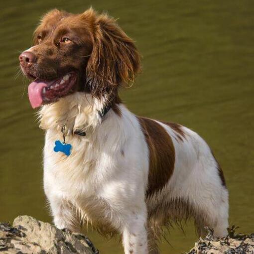 Spaniel (Welsh Springer) steht am Wasser