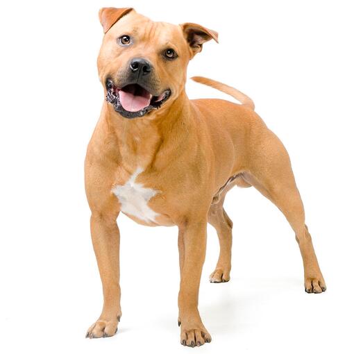 Hunderasse Staffordshire Bullterrier