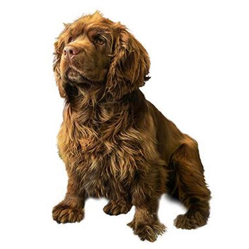 Hunderasse Sussex Spaniel