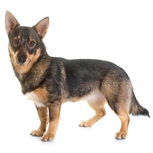 Schwedische Vallhund-Hunderasse