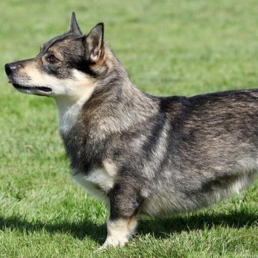 Schwedischer Vallhund steht auf dem Gras