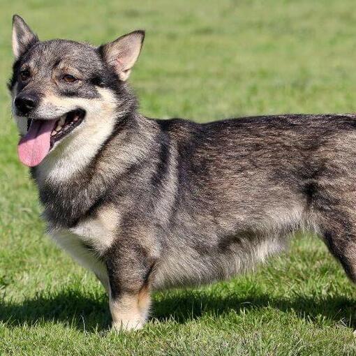 Schwedischer Vallhund steht auf dem Gras und lächelt