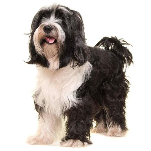 Hunderasse Tibet Terrier