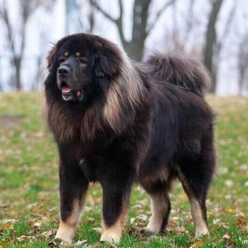 Dunkler Tibetmastiff im Wald