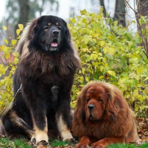 Braune und schwarze tibetische Doggen im Park