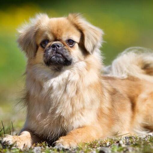 Tibetischer Spaniel liegt auf dem Gras und konzentriert sich auf etwas