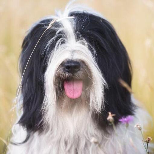 Tibetischer Terrier spielt auf dem Feld