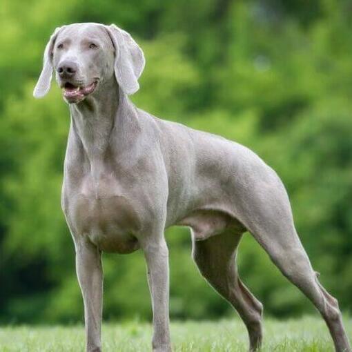 Weimaraner im Wald