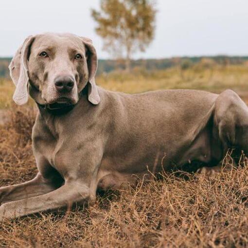 Weimaraner liegt auf dem Feld