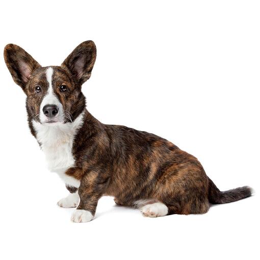 Welsh Corgi (Cardigan) (mittleres/langes Fell) Hunderasse
