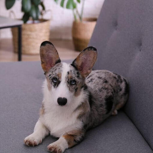 Welsh Corgi liegt auf dem Sofa