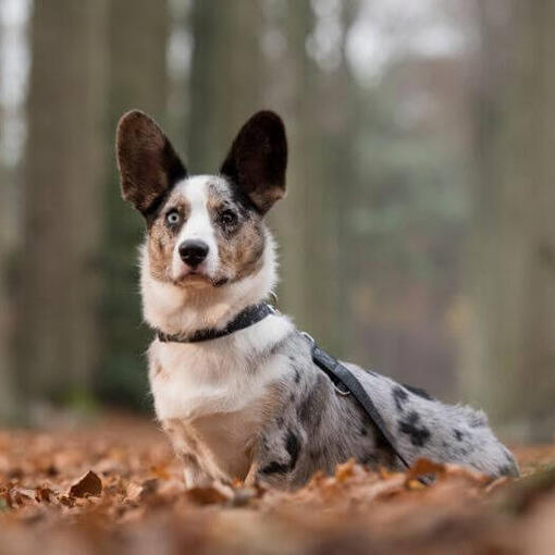 Waliser Corgi steht im Wald