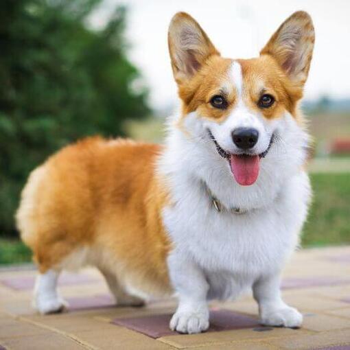 Welsh Corgi steht und freut sich