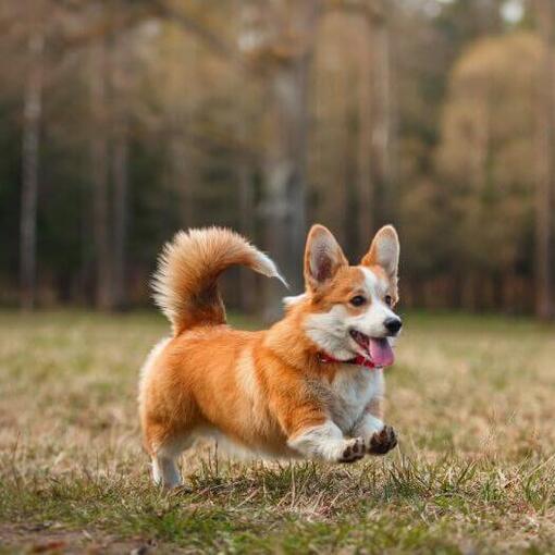 Welsh Corgi läuft im Wald