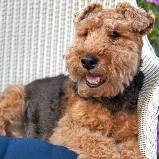 Welsh Terrier liegt auf einem Stuhl