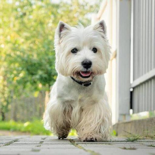 West Highland White Terrier läuft im Hof