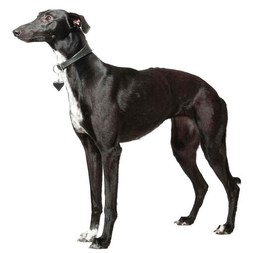Whippet-Hunderasse