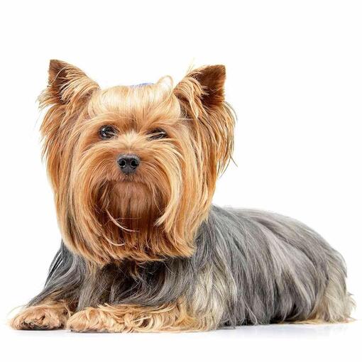 Hunderasse Yorkshire Terrier