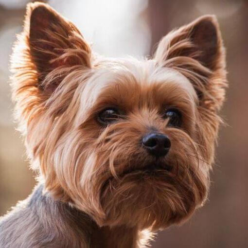 Der Yorkshire Terrier beobachtet Sie