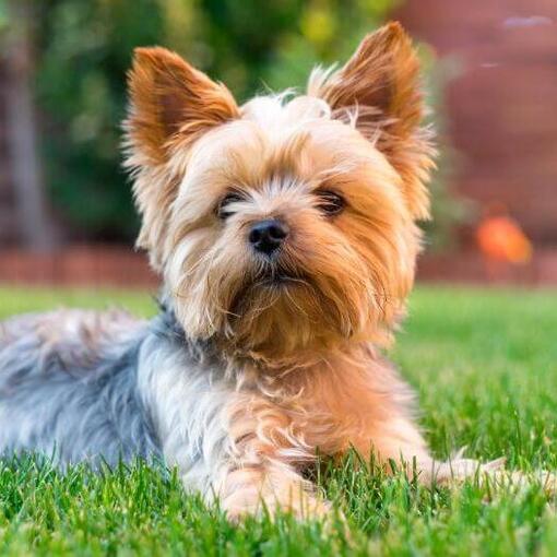 Yorkshire Terrier liegt auf dem Gras