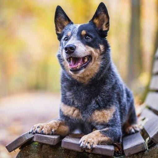 Australischer Rinderhund