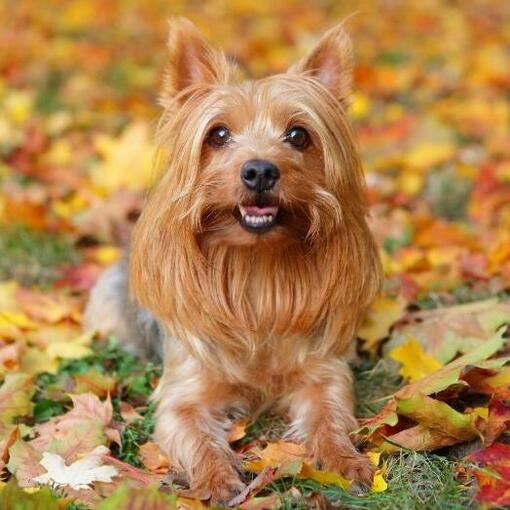 Australischer Seidenterrier