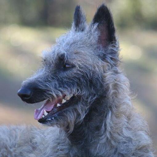 Belgischer Schäferhund Laekenois